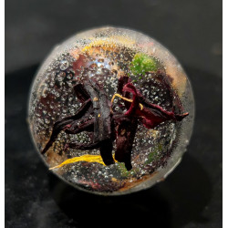 "Bora Bora" small ball