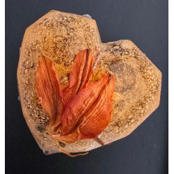 "Apricot Love" HEART